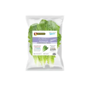 Hydroponic Green Lettuce