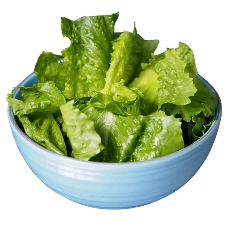 Hydroponic Lettuce Romaine - Image 2