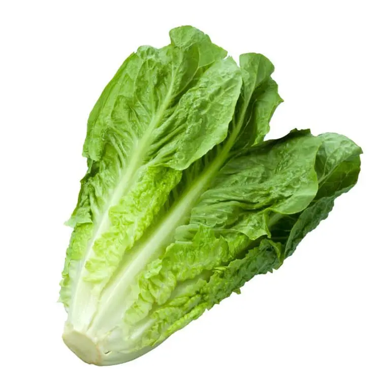 Hydroponic Lettuce Romaine - Image 3