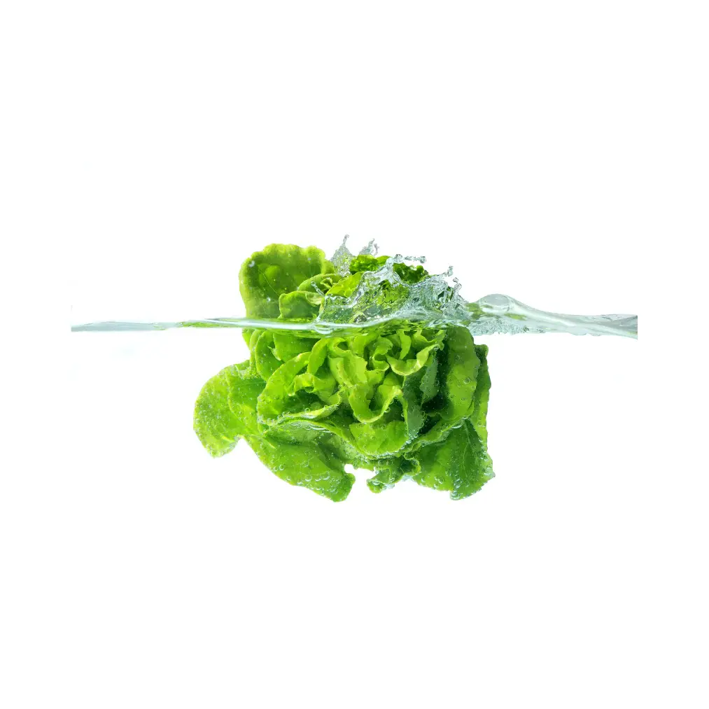 Hydroponic Lettuce Butterhead - Image 2