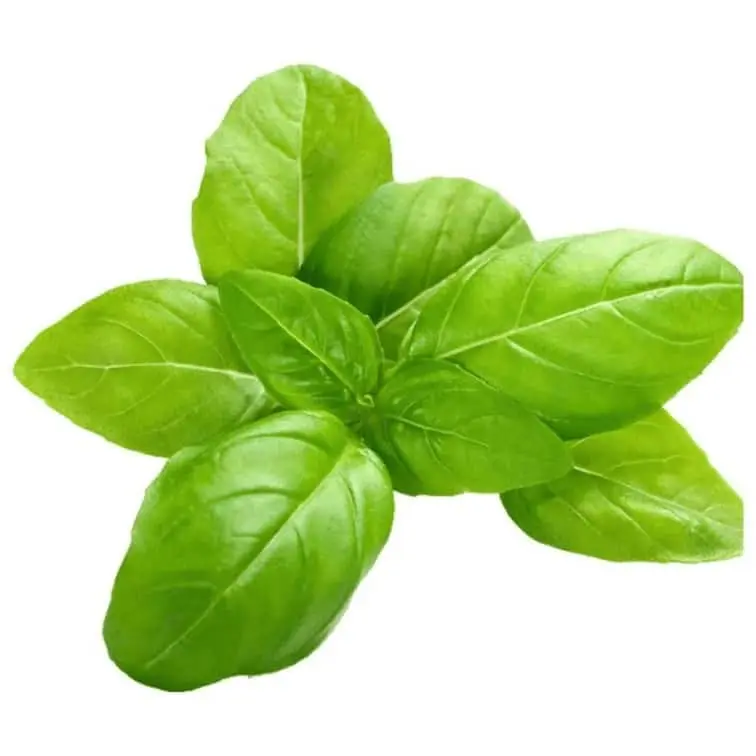 Hydroponic Italian Basil - Image 3