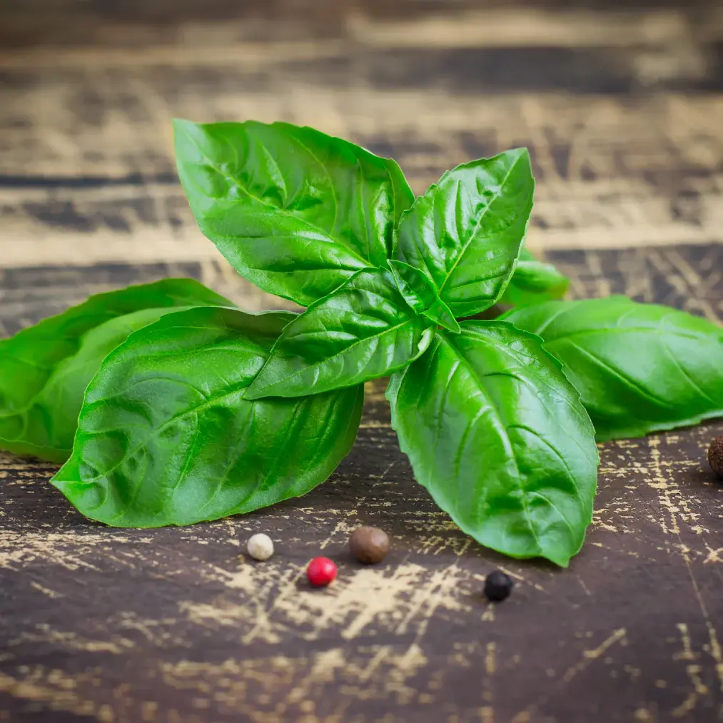 Hydroponic Italian Basil - Image 2